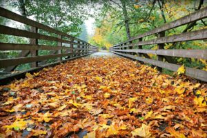 Fall on Banks-Vernonia State Trail