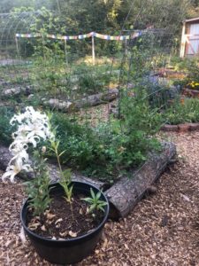 Forest Farm at Vernonia Springs