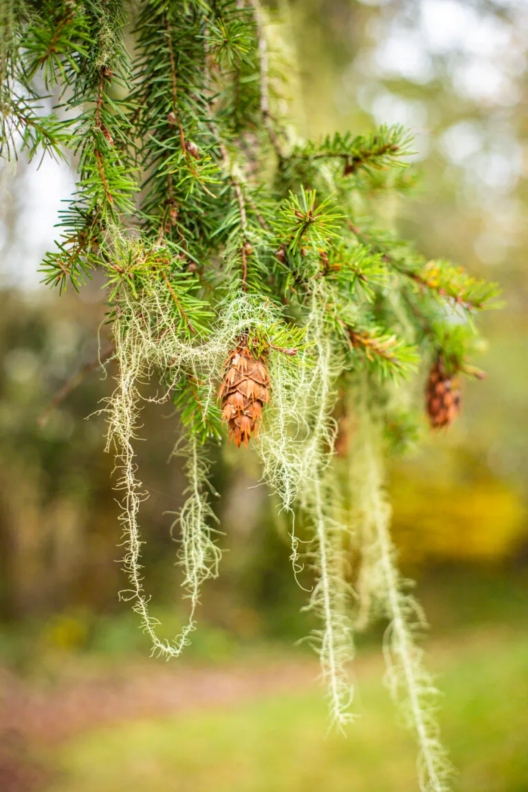 Forest Fairytale Wedding Oregon